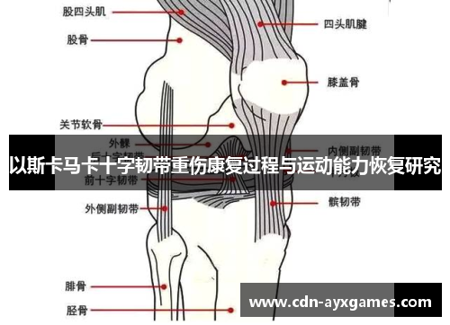 以斯卡马卡十字韧带重伤康复过程与运动能力恢复研究